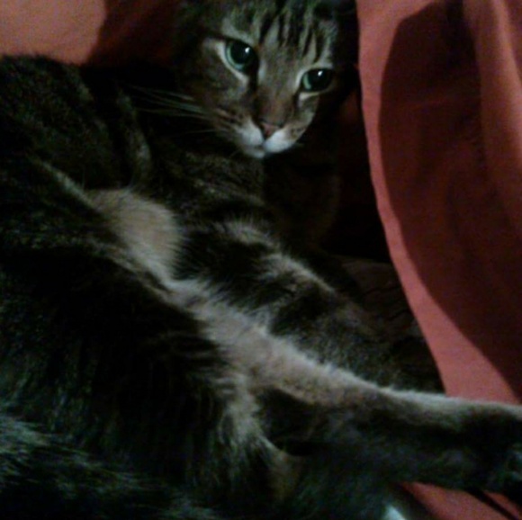 ✨ Cat-friendly home ✨ - Picture 2 of 4